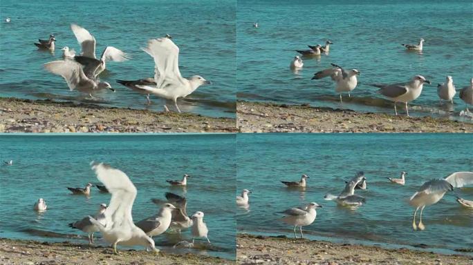 海鸥为他扔给一个年轻女人的面包而战。慢动作