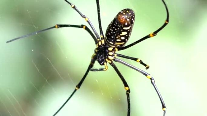 在热带森林中关闭网络上的蜘蛛