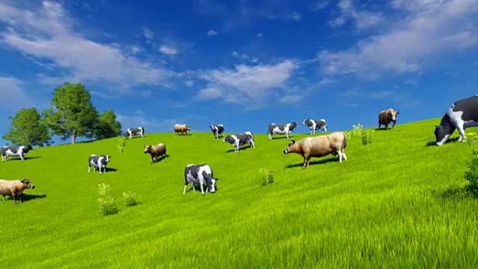 蓝天下在绿色牧场上放牧的奶牛