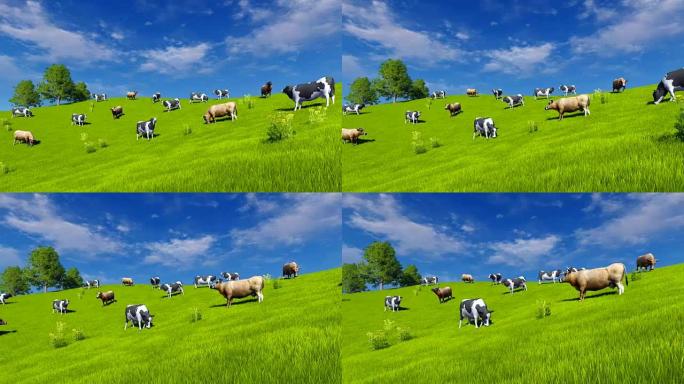 蓝天下在绿色牧场上放牧的奶牛