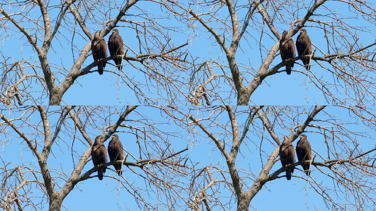 幼年秃鹰兄弟姐妹栖息在树上