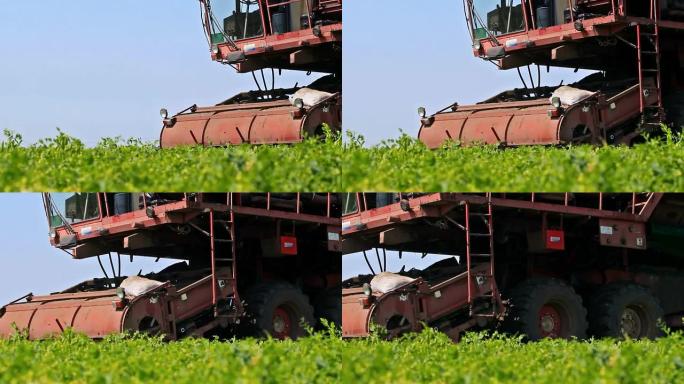 收获豌豆的季节