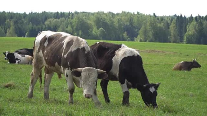 牛在草坪上咀嚼，摆姿势和冥想