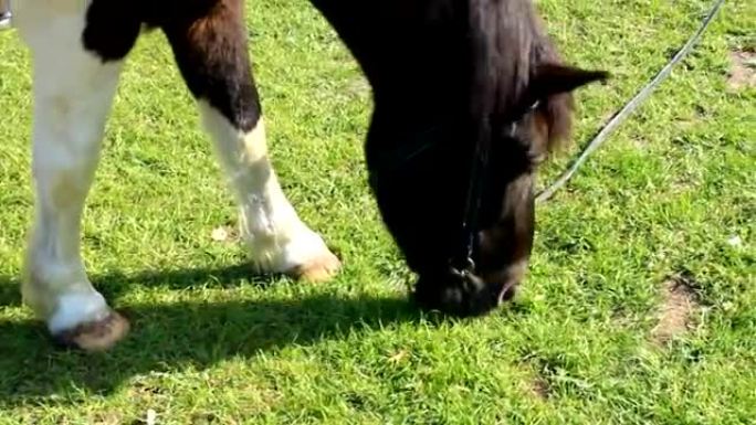 马在牧场上吃绿草