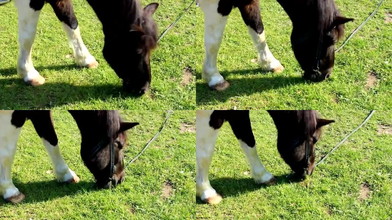 马在牧场上吃绿草