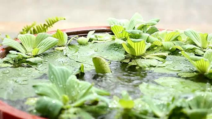 雨水落在生菜盆地。