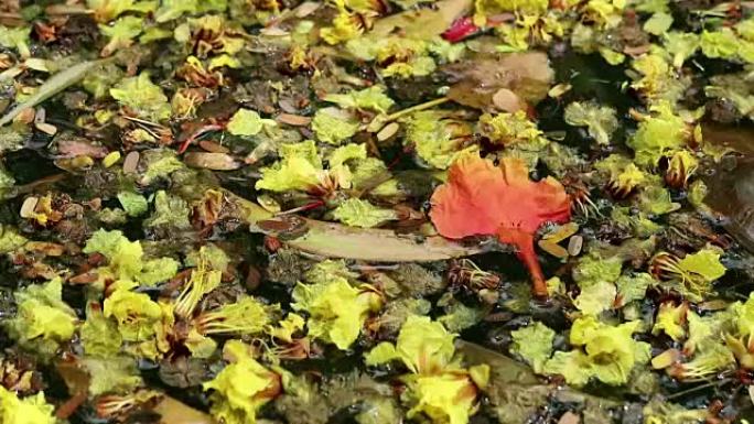 美丽的落花落叶漂浮在绿色的水上
