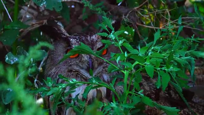 鹰鸮 (鸟) 坐在草地和灌木丛中。鹰鸮是夜间活动的，所以在白天它藏在灌木丛中。鹰鸮静静地坐着，只转过