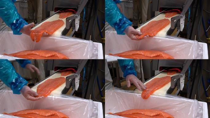 一名工人在海鲜加工厂将鲑鱼片放在自动饲料上，以切片鱼。