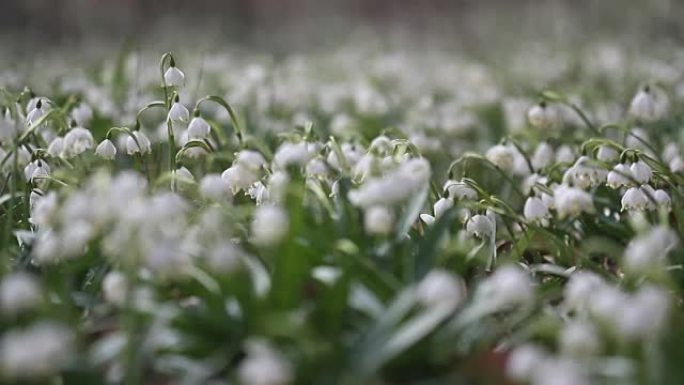 早春嫩嫩的雪花莲魔场。国家保留地自然中的惊人之美