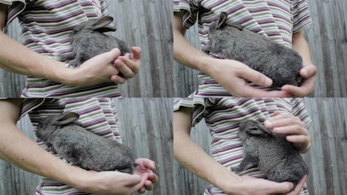 手上的兔子