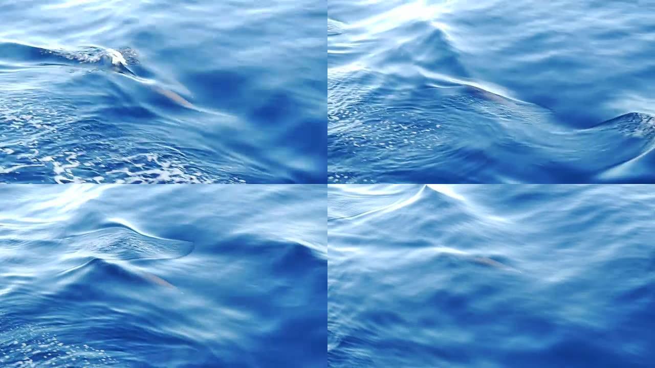 红海湛蓝的海水中的海豚。