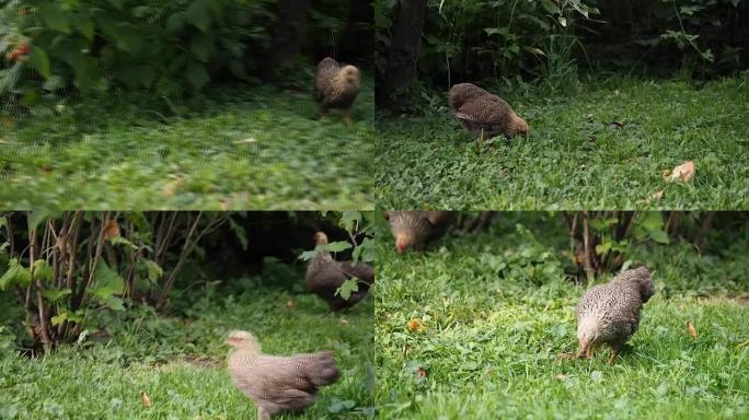 母鸡和小鸡在花园里吃草
