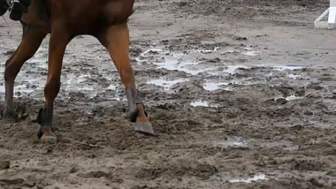 马脚在泥巴上奔跑。慢mo