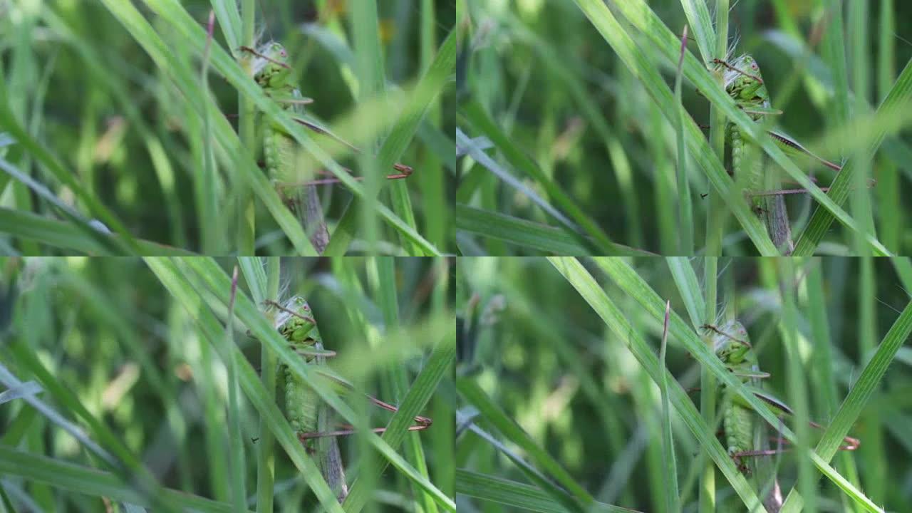 绿草丛中的蚂蚱