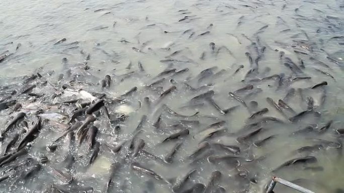 ﻿河里的许多pangasius鱼