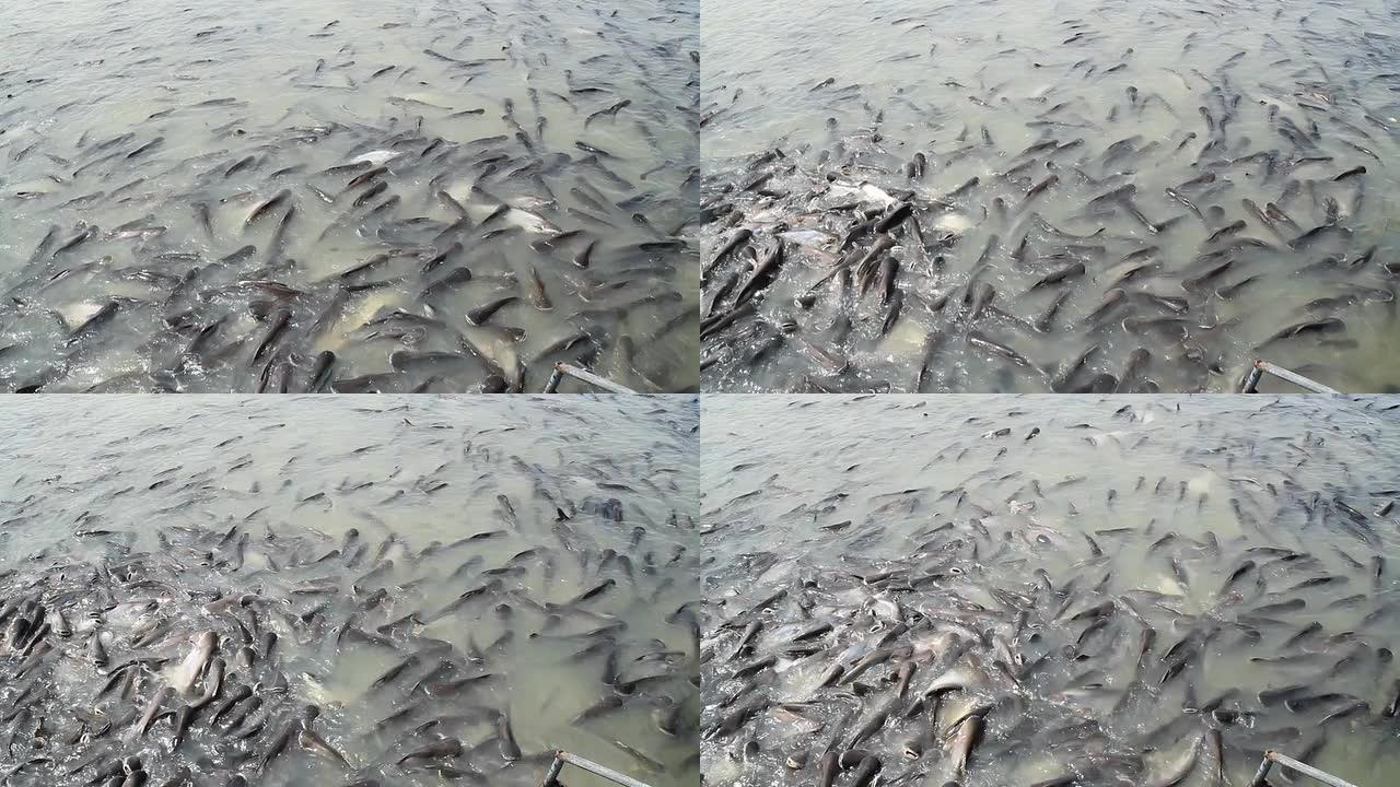 ﻿河里的许多pangasius鱼