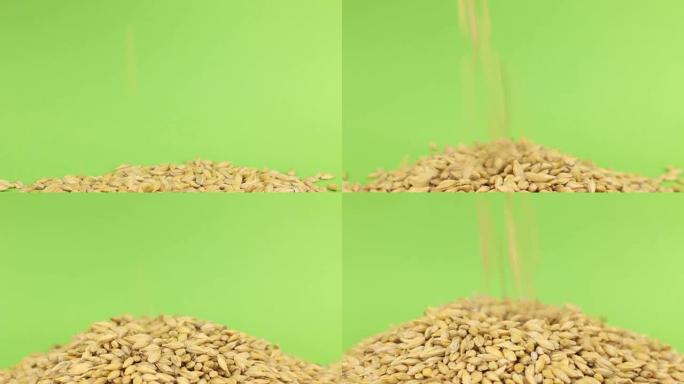 落在绿色屏幕上的大麦堆上的大麦