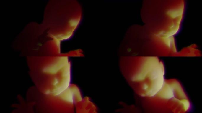 子宫内未出生的婴儿4K 3D高清动画