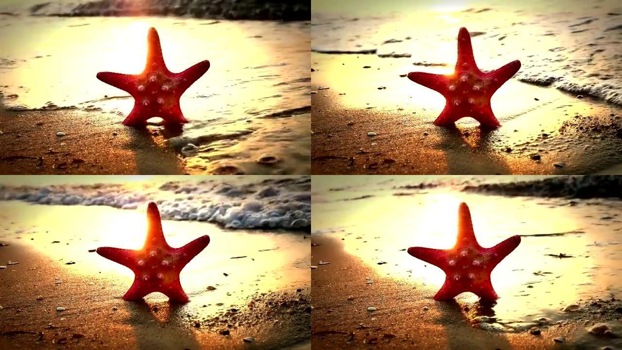 海星在海滩日落