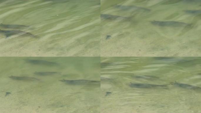 活着的白腿虾在池塘里跳跃和游泳