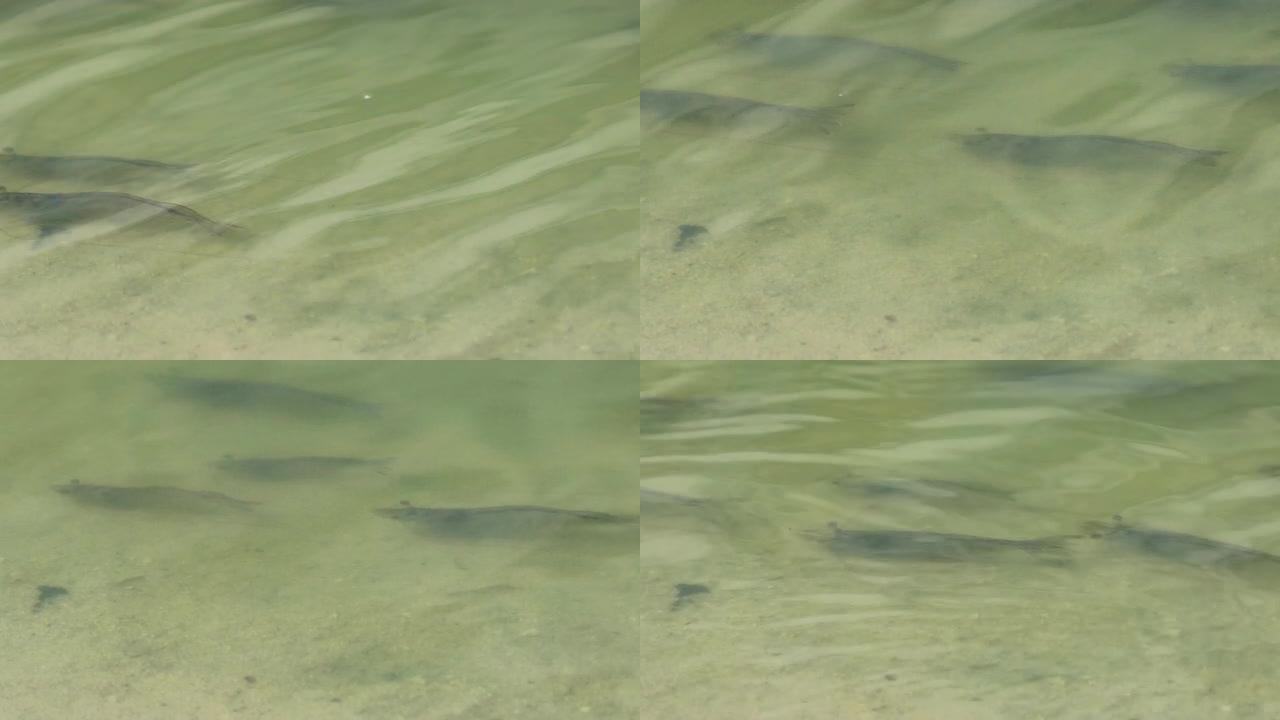 活着的白腿虾在池塘里跳跃和游泳