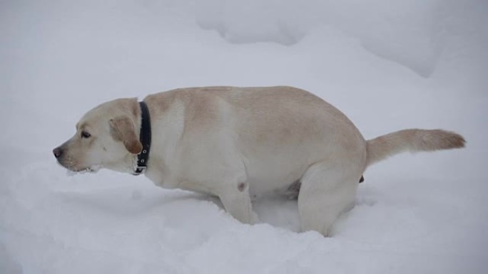 拉布拉多犬在雪地上大便