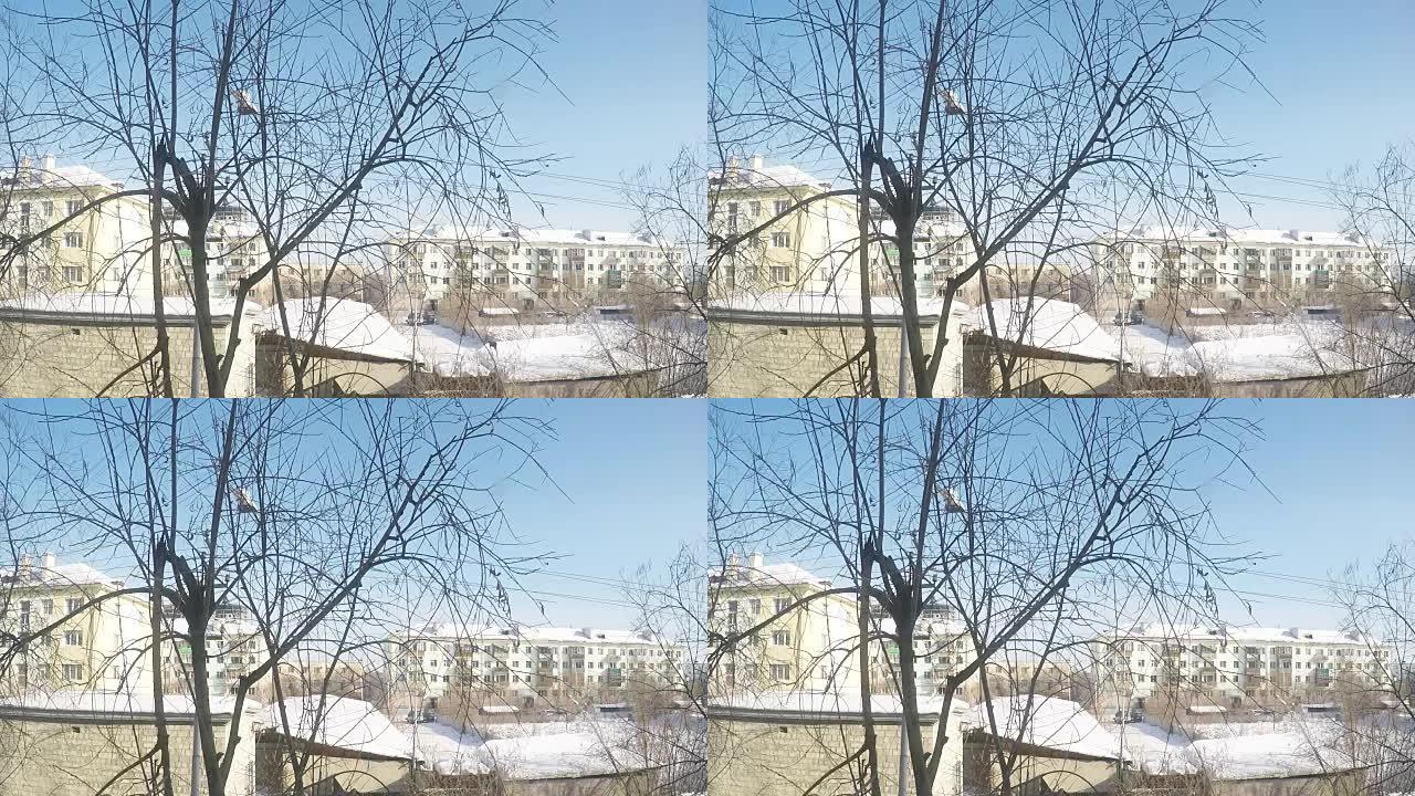 一只鸟坐在冬天的树枝上