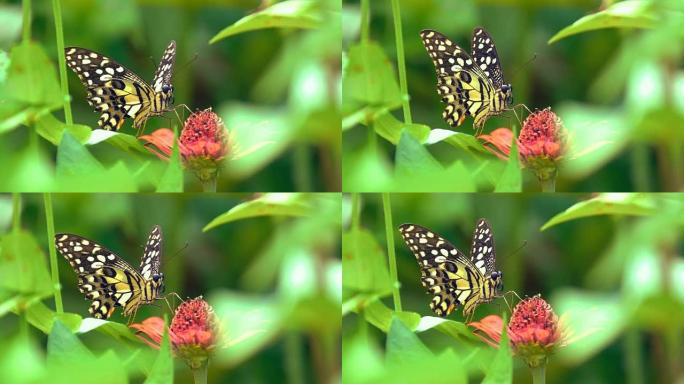 美丽的黄白黑蝴蝶在花上飞翔
