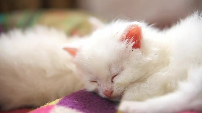 大脸白色小猫躺在另一只白色小猫上睡着了