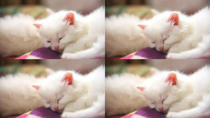 大脸白色小猫躺在另一只白色小猫上睡着了