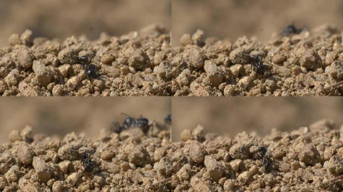 黑色收割机蚂蚁