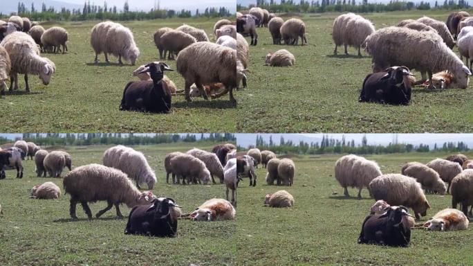 群山背景下的田野里放牧的羊群
