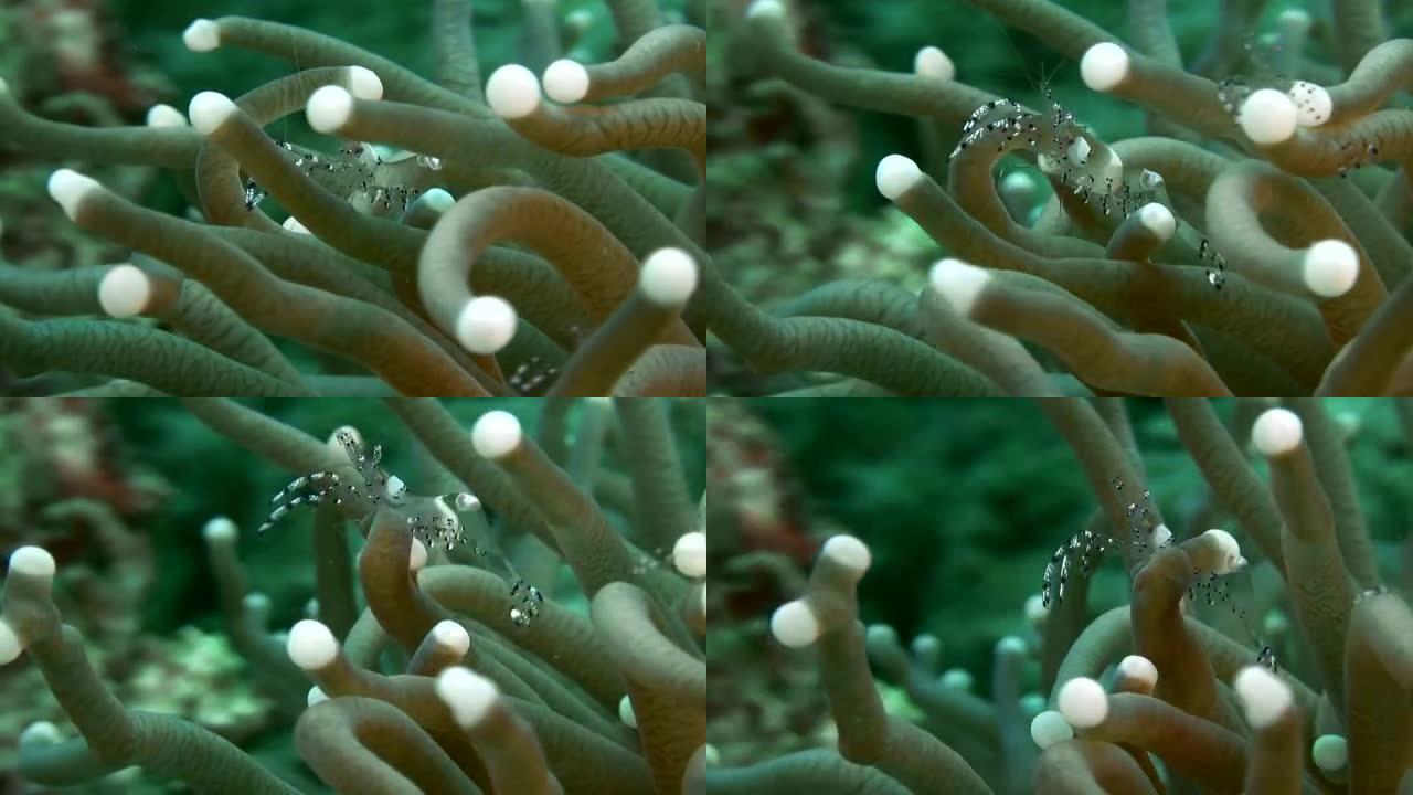 海葵上的玻璃虾