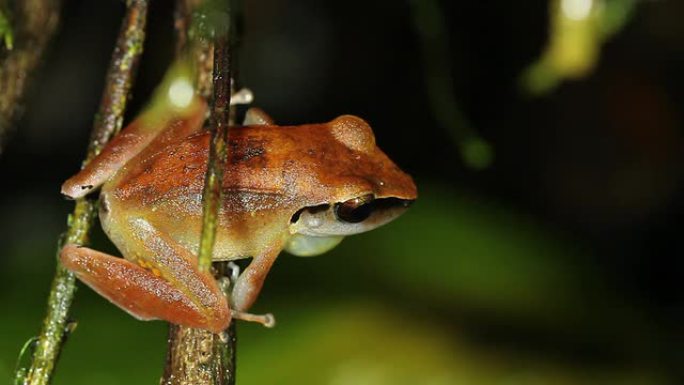雨蛙 (Pristimantis peruvianus)，雄性呼