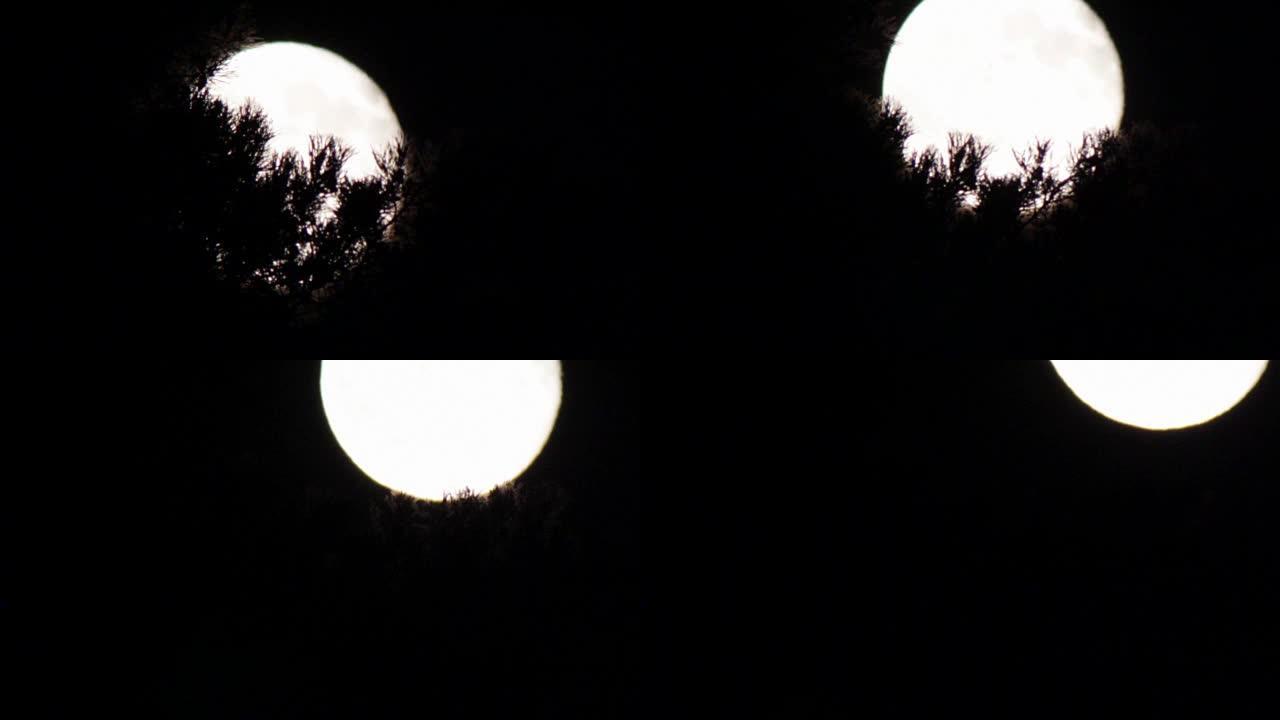 夜空中的满月在树木和云层上