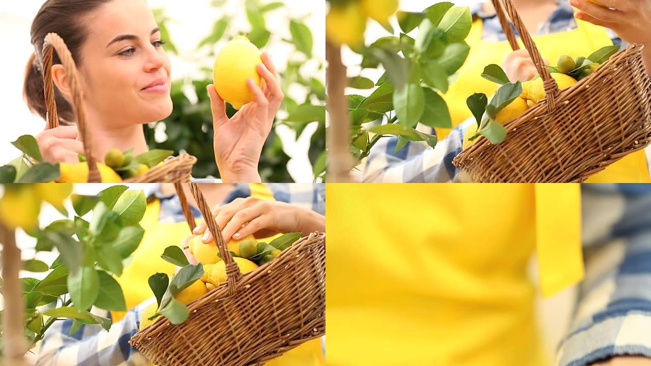 微笑的女人摘柠檬，放进篮子柳条