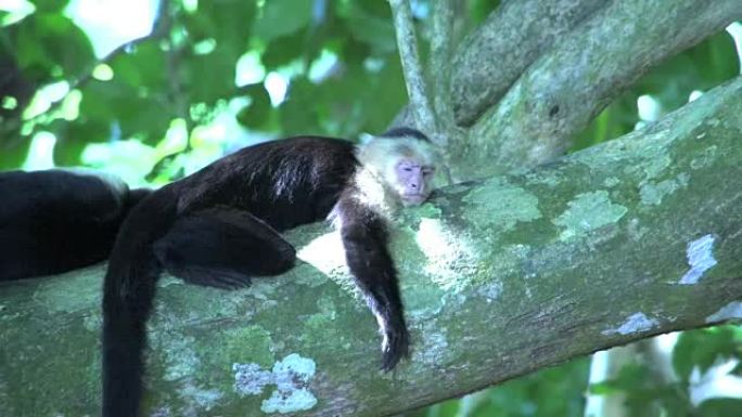 卷尾猴睡觉