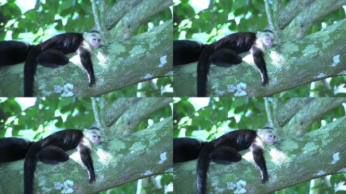 卷尾猴睡觉