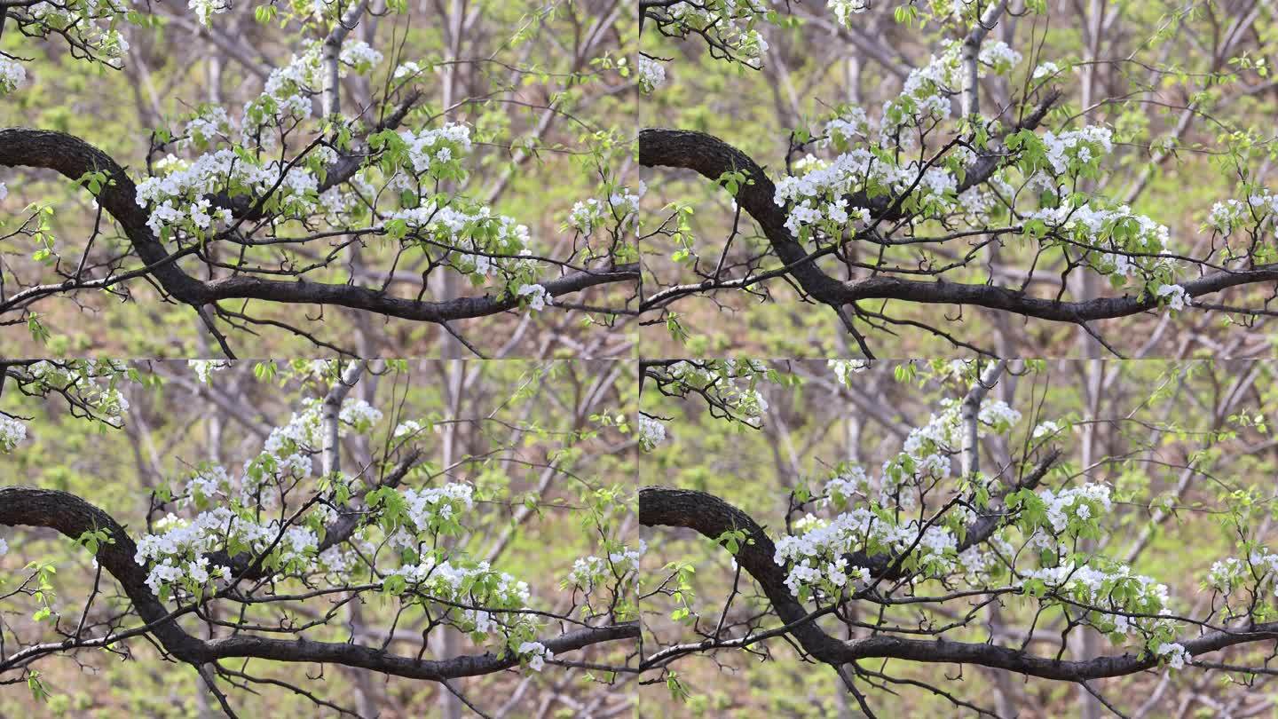 4K 春天梨花开 梨园 梨花特写 梨花开