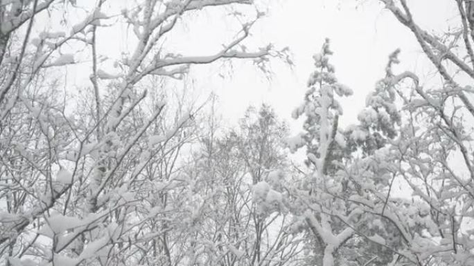 混合森林中的树顶在雪中轻轻摇曳