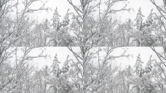 混合森林中的树顶在雪中轻轻摇曳