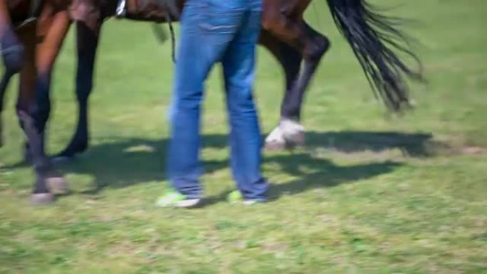 两个种马正在种马农场里玩耍和奔跑。我们只能在这个视频中看到他们的脚。