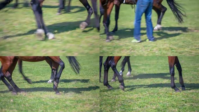 两个种马正在种马农场里玩耍和奔跑。我们只能在这个视频中看到他们的脚。