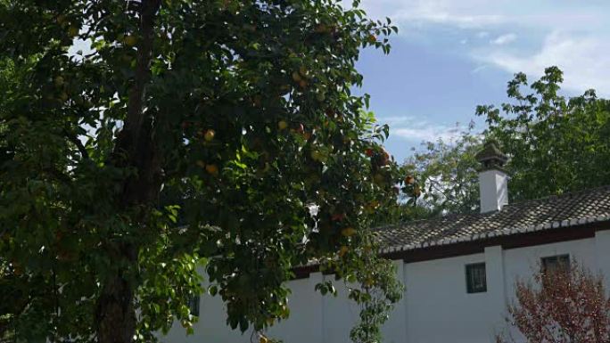 柿子树，带瓦屋顶和粉饰屋