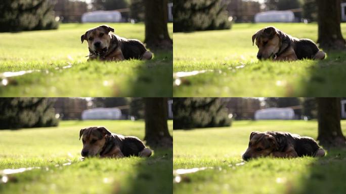一只小猎犬躺在后院，在草地上咀嚼树枝