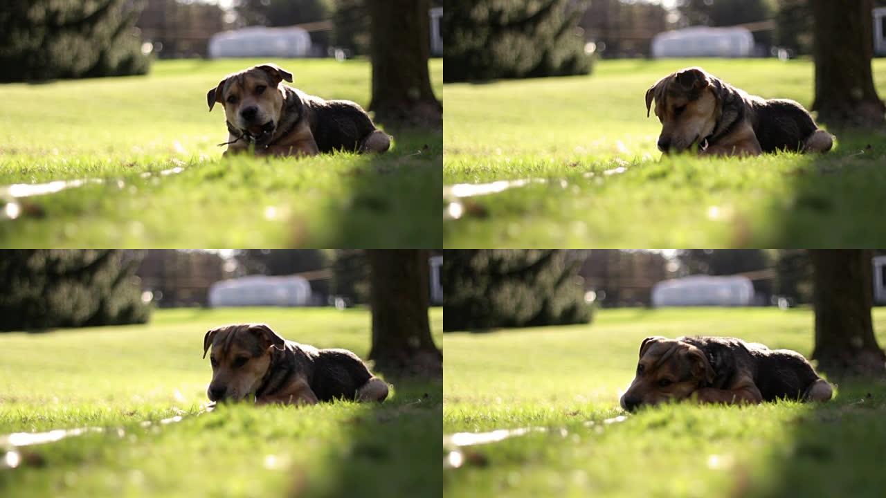 一只小猎犬躺在后院，在草地上咀嚼树枝