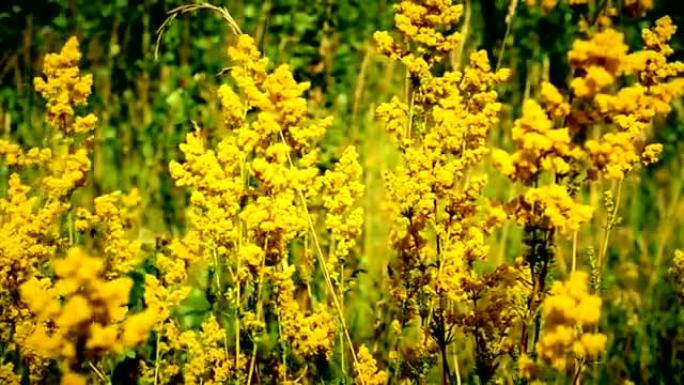 草地上美丽的黄色田野花朵