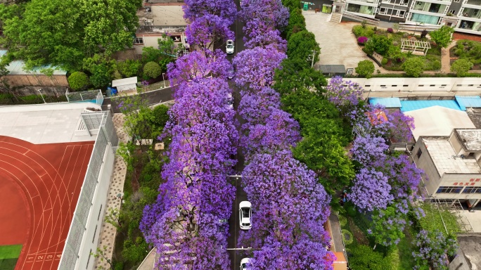 蓝花楹盛开在街道两侧