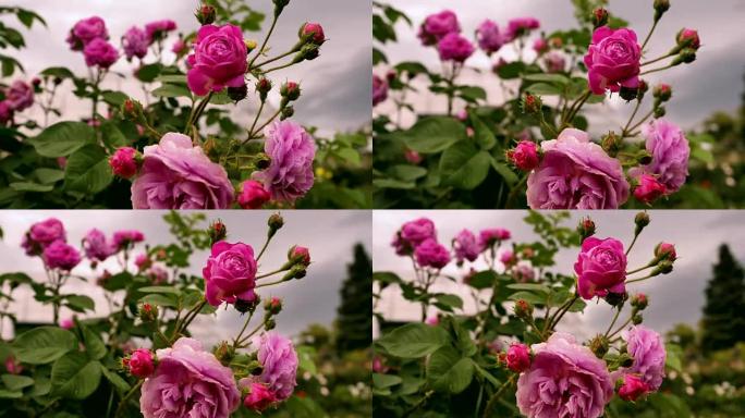 紫色玫瑰的花蕾在风中摇摆。